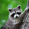Do I Need to Be Present When a Wildlife Removal Service Technician is on My Property?