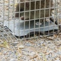 Wildlife Removal Services: Clean Up and Repair After Animal Removal