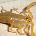 Protect Your Home: Wildlife Removal Services And Scorpion Extermination In Las Vegas