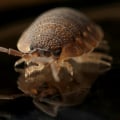 How Bug Service In Woodstock, GA Can Help With Wildlife Removal
