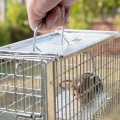 How Much Does Wildlife Removal Cost? An Expert's Guide