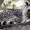 Wildlife Removal Services: What to Look For and How to Choose