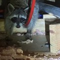 Wildlife Removal Services: How to Determine What Type of Nesting Sites an Animal is Using