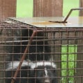 Can Wildlife Removal Services Help Determine Safety Risks of Animals on Your Property?