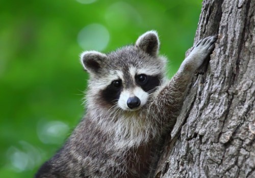 Do I Need to Be Present When a Wildlife Removal Service Technician is on My Property?