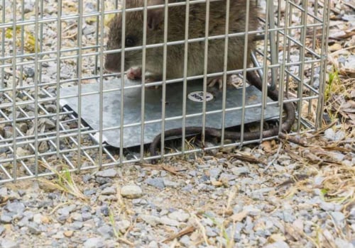 Wildlife Removal Services: Clean Up and Repair After Animal Removal