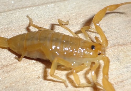 Protect Your Home: Wildlife Removal Services And Scorpion Extermination In Las Vegas