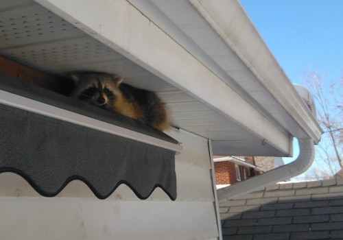 Wildlife Removal Services: What Insurance Coverage Do You Need?