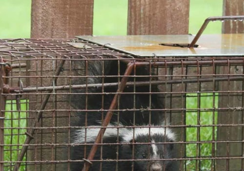 What Kind of Guarantee Does Wildlife Removal Services Offer?