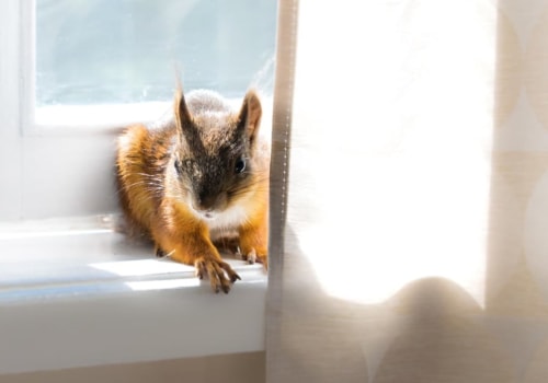 How to Choose a Reputable and Reliable Wildlife Removal Service